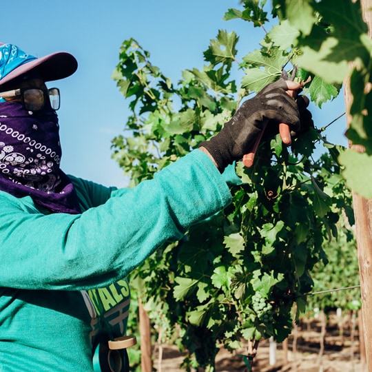 Manual grape picking parcel per parcel