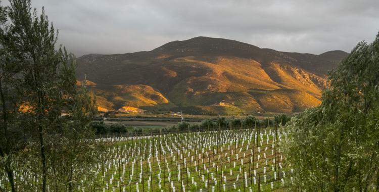 Vineyards