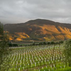 Vineyards